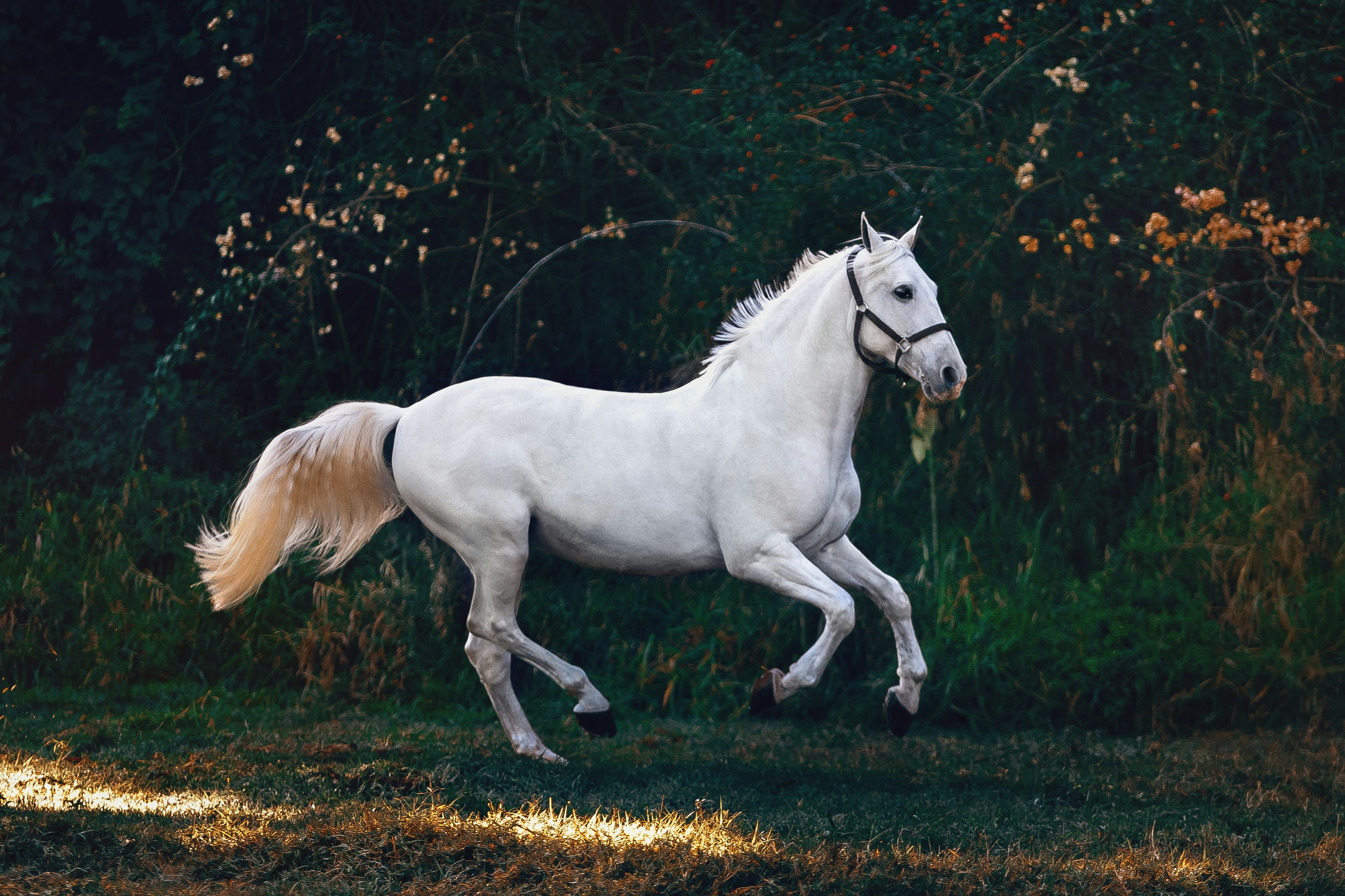 Beautiful white horse running in a field